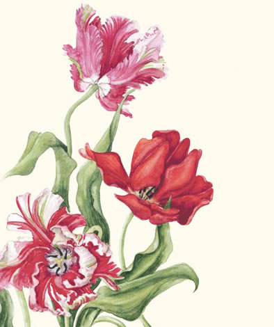 Tekening Janneke Brinkman - Salentijn