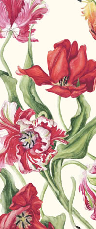 Tekening Janneke Brinkman - Salentijn