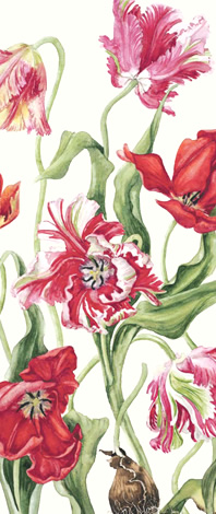 tekening Janneke Brinkman - Salentijn