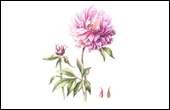 Pioen