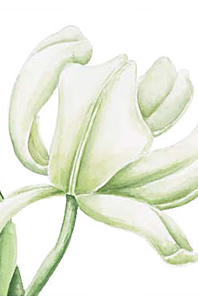 Tekening Janneke Brinkman - Salentijn