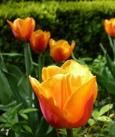 Tulp "Janneke"