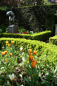Tulp "Janneke"