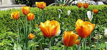 Tulp "Janneke"