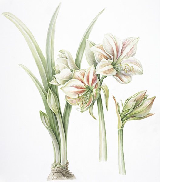 Amaryllis