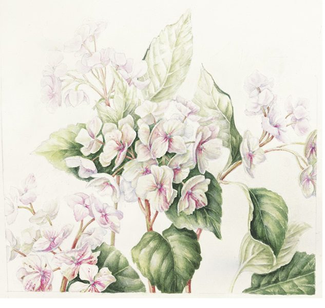 Witte Hortensia