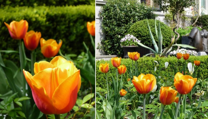 Tulp ‘Janneke’s orange’