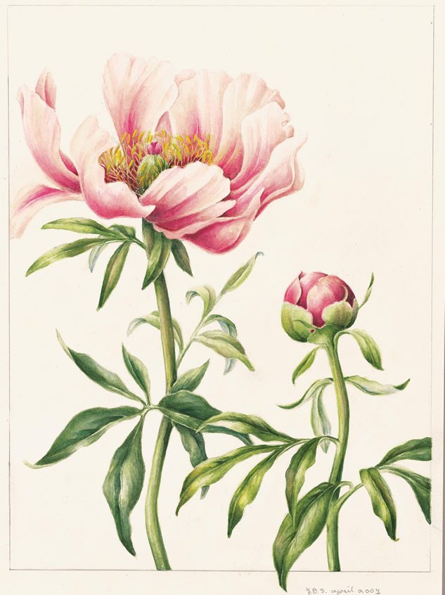 Pioenen