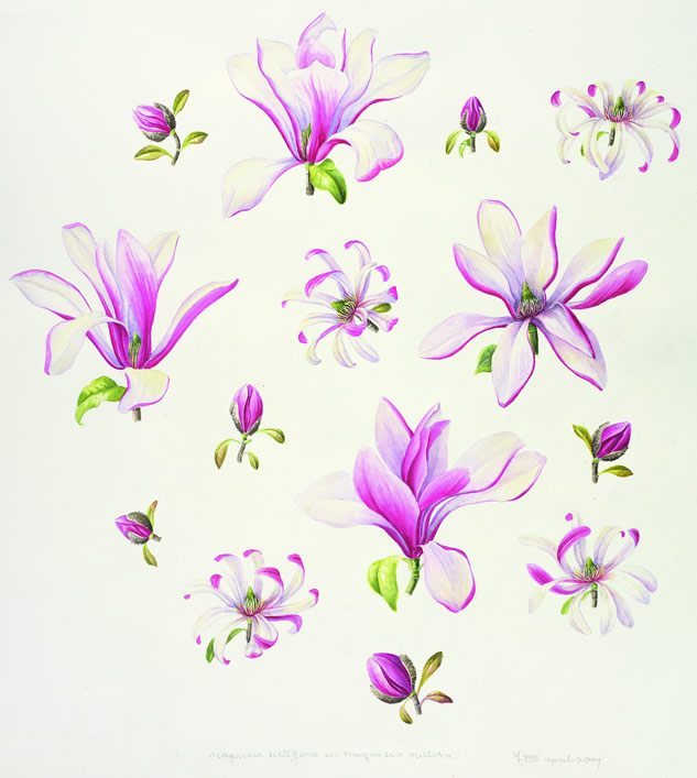Magnolia