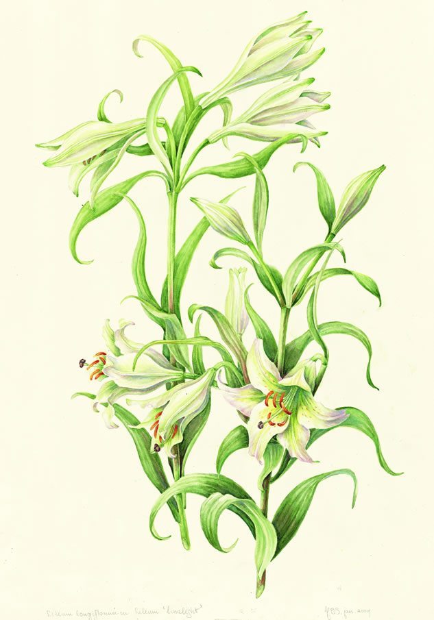 Lilium