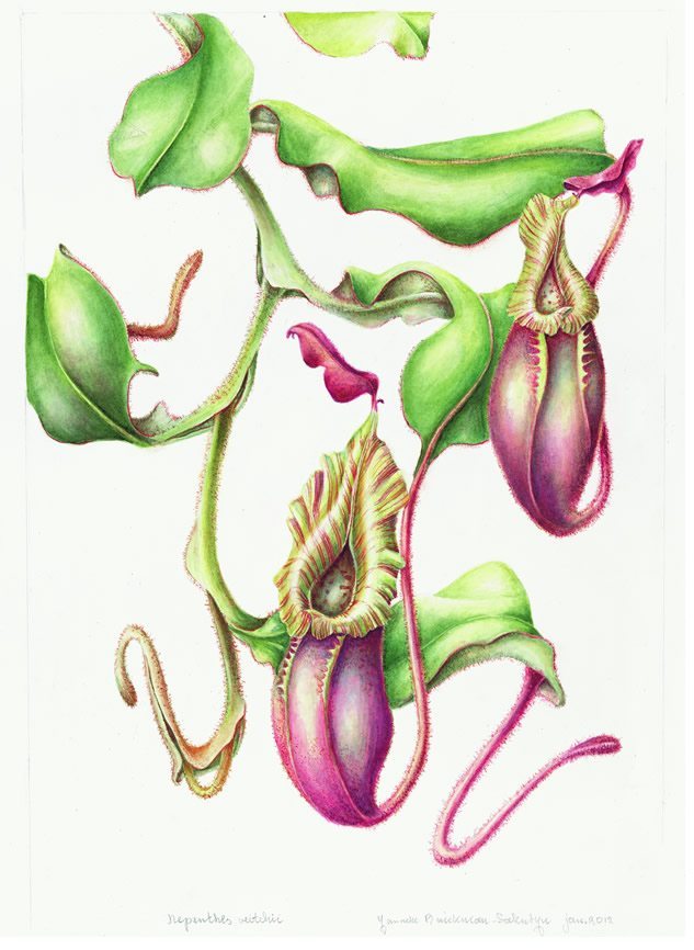 Nepenthes veitchii