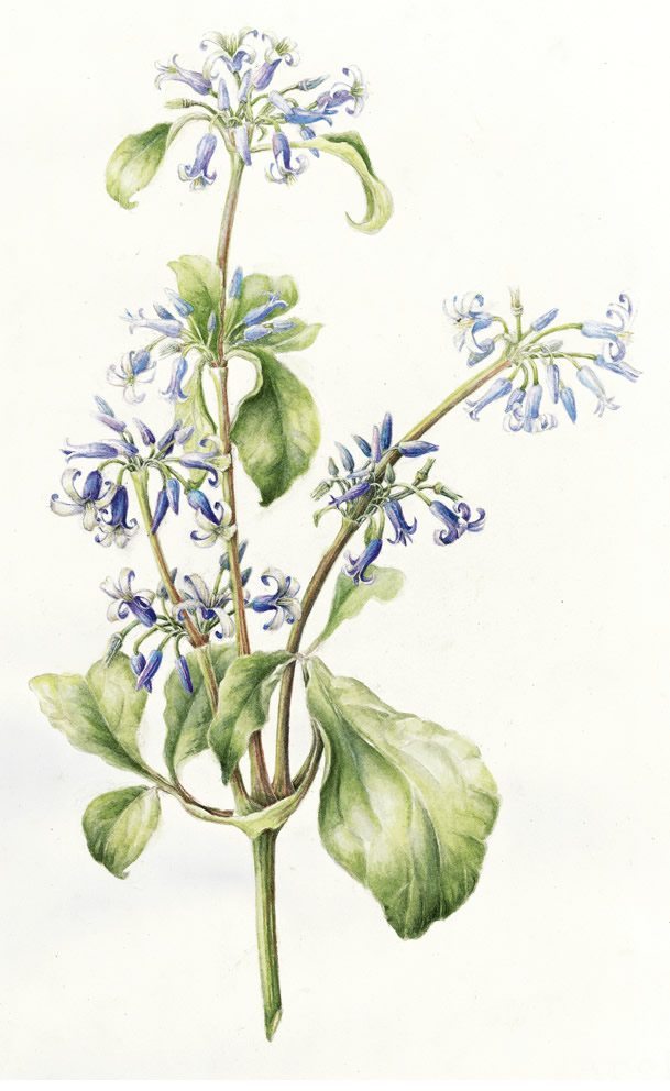 Clematis Heracleifolia