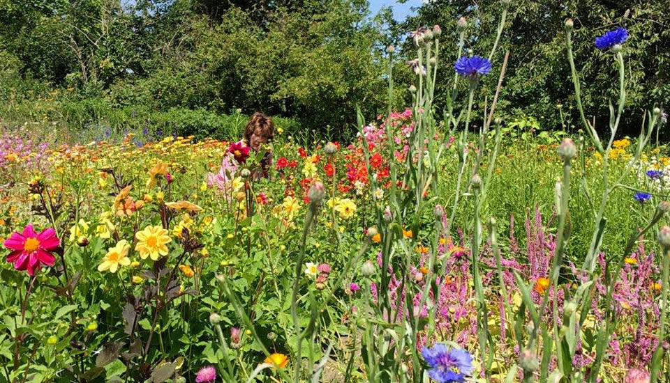 tuin Zoete Land Leiden 2019